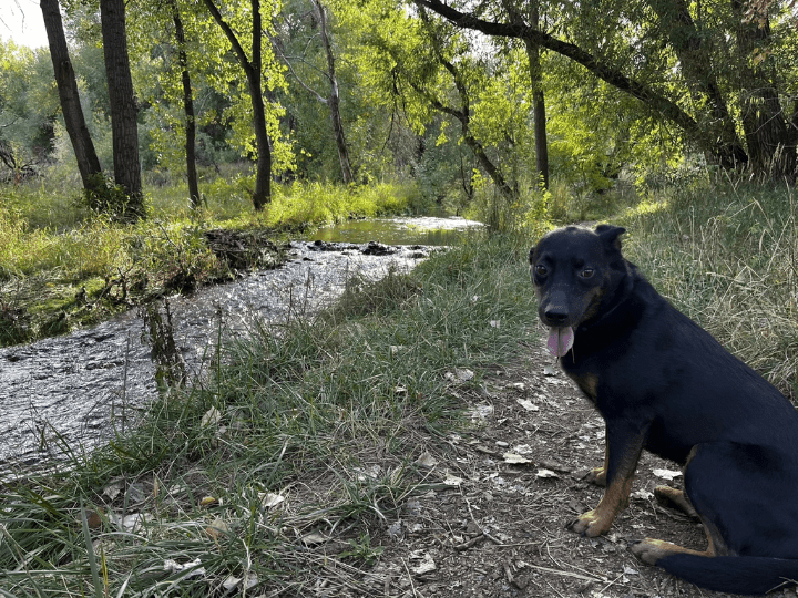 Best Dog Hiking Trails in Louisville - Coal Creek Trail