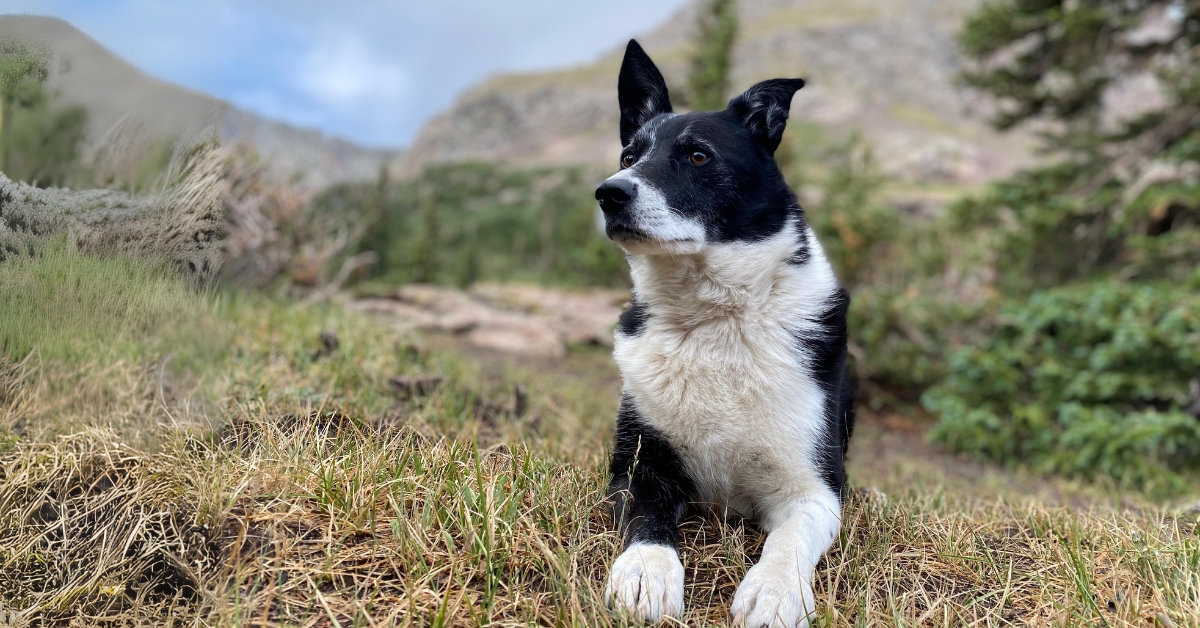 Dog Walking in Louisville Colorado - Off Road Paws