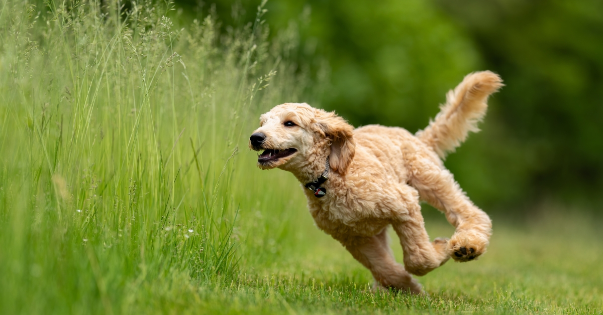 Boost Your Dog's Health with Off Road Paws' Dog Running in Louisville