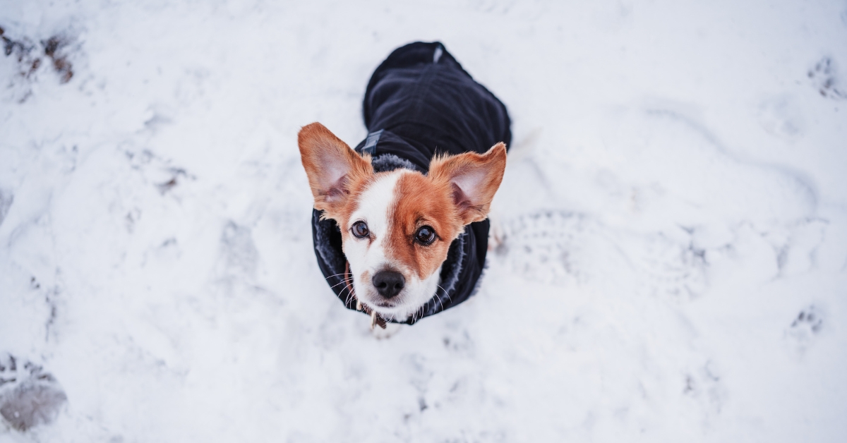 Winter Dog Walks in Louisville