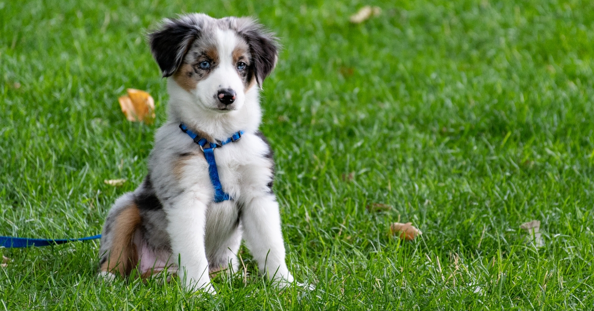 Pet Sitting in Boulder with Dr Kira of Off Road Paws